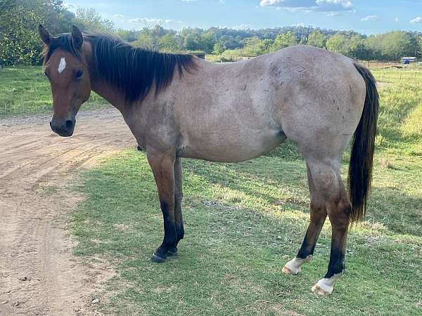 all-around-quarter-horse