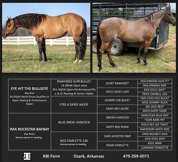 athletic-quarter-horse