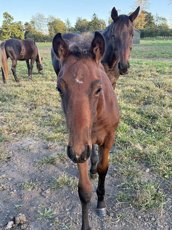 amateur-friendly-iberian-horse