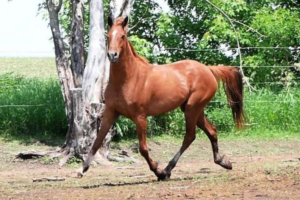 beginner-friendly-half-arabian-horse