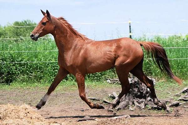 beginner-novice-half-arabian-horse