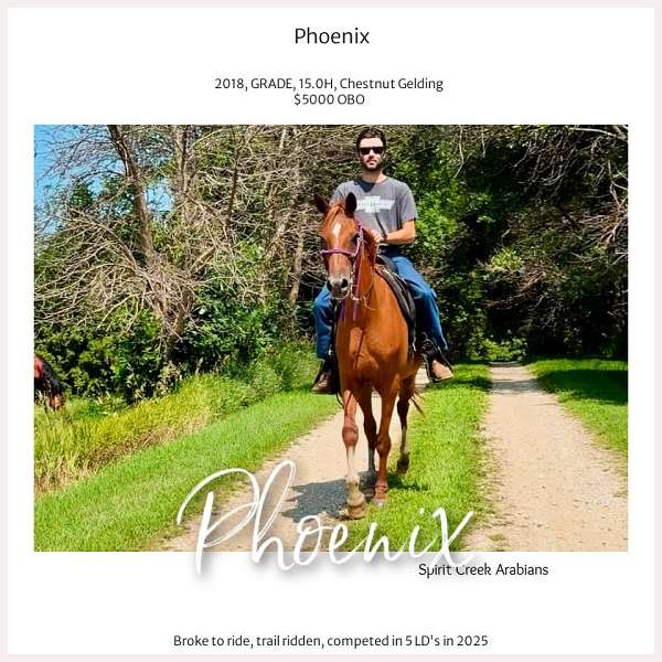 back-up-half-arabian-horse