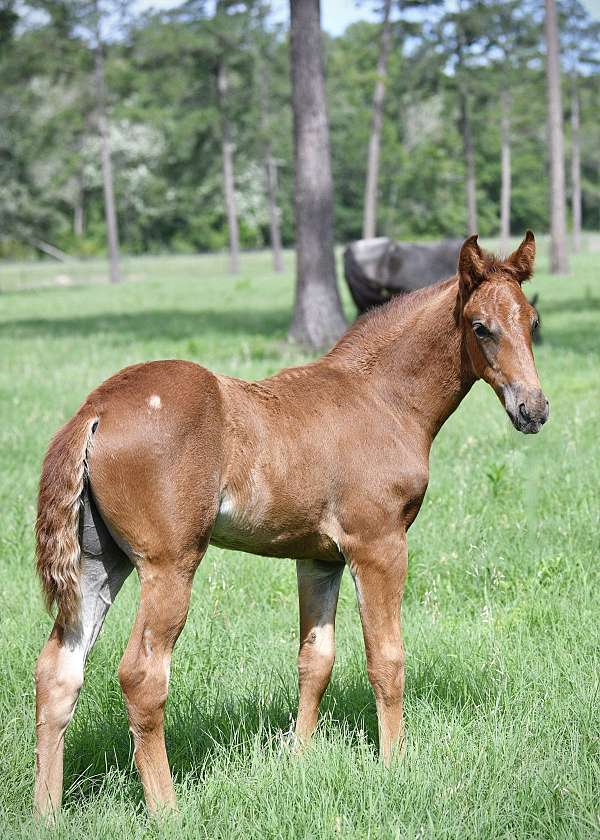 chestnut-twhbea-colt