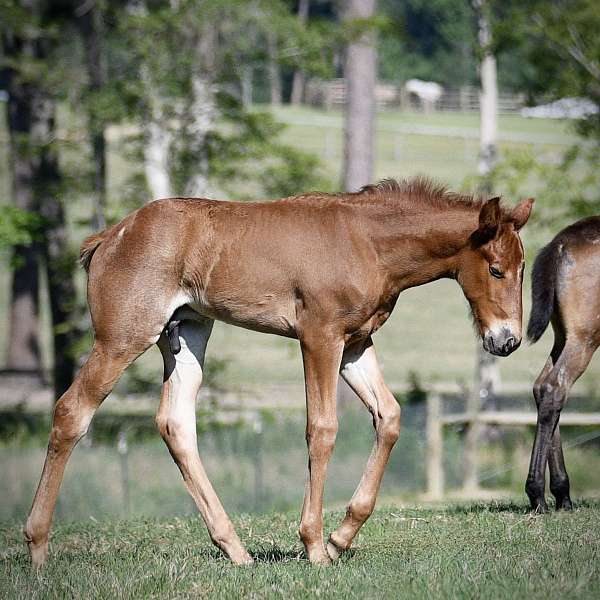field-trial-tennessee-walking-horse