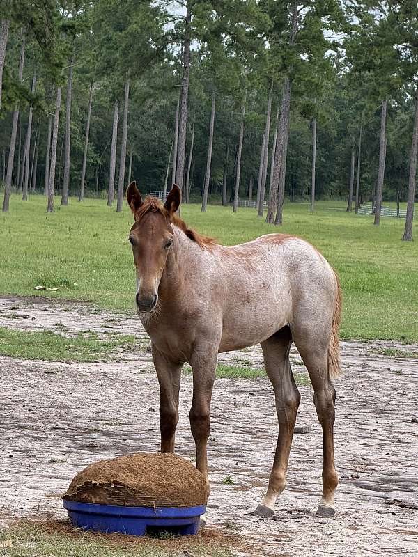 gaited-tennessee-walking-horse