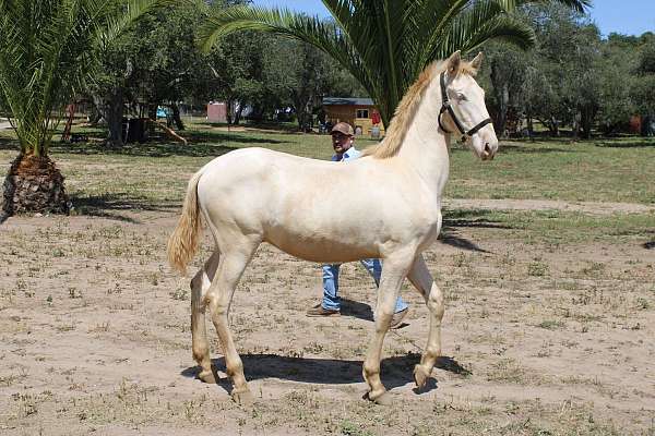 perlino-andalusian-horse