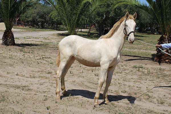 colt-andalusian-horse
