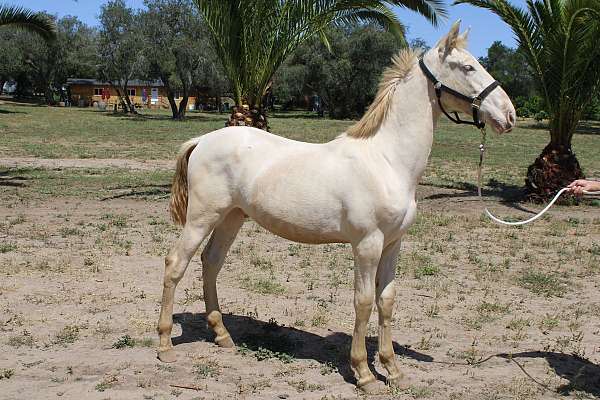blue-eyes-andalusian-horse