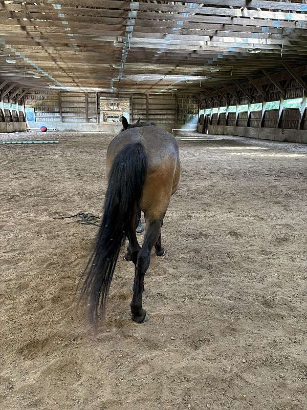lines-pony
