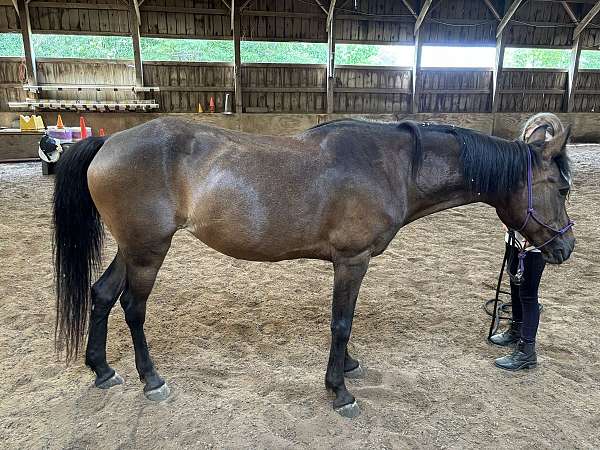 advanced-pony