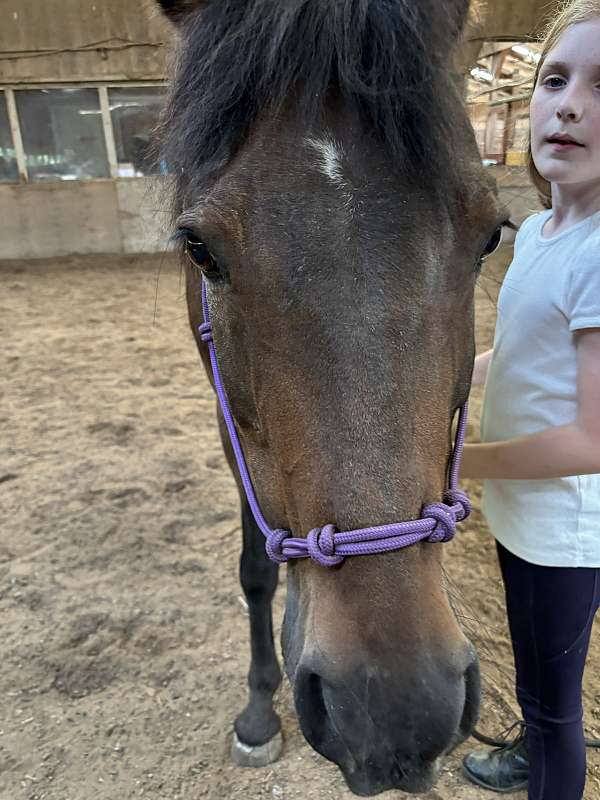 advanced-beginner-pony