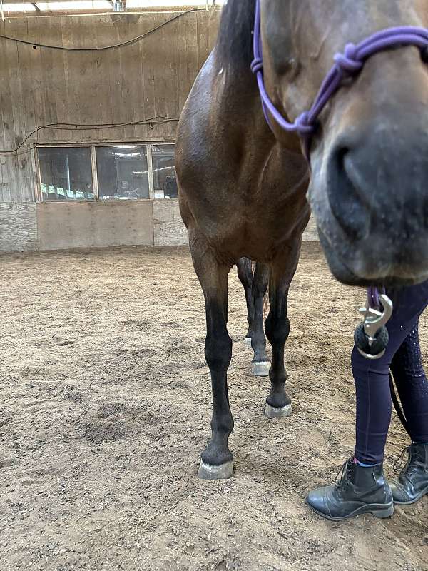 arena-pony