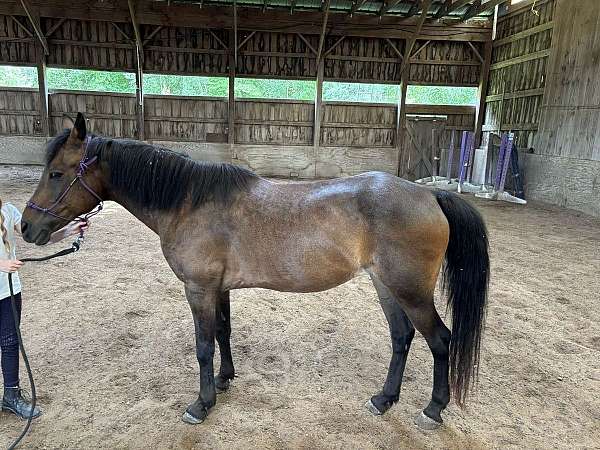 liberty-pony