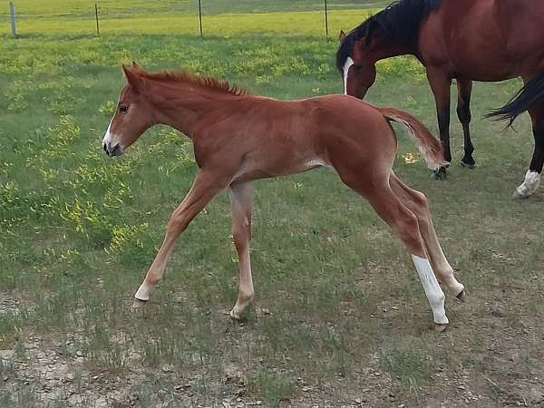 blaze-left-hind-stocking