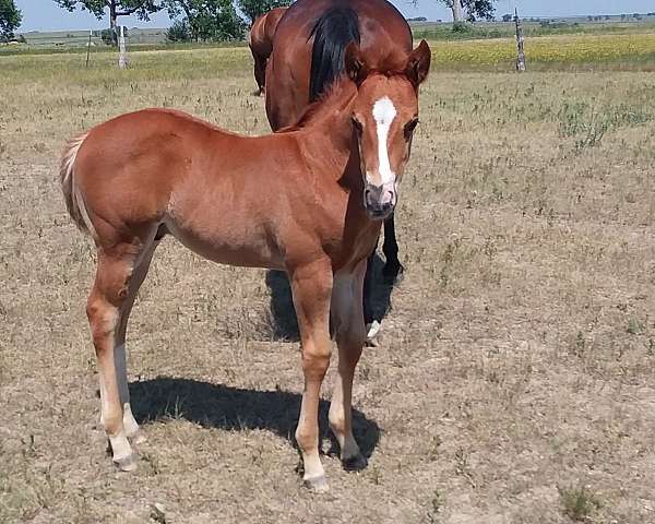 blaze-left-hind-stocking-horse