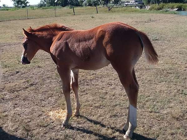 chestnut-blaze-left-hind-stocking-horse