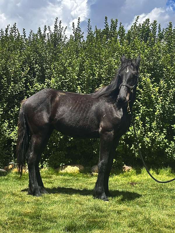 friesian-colt