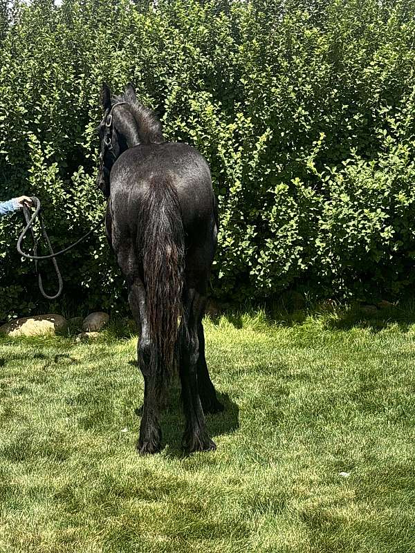 friesian-horse-for-sale