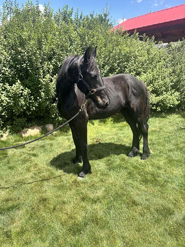 friesian-horse