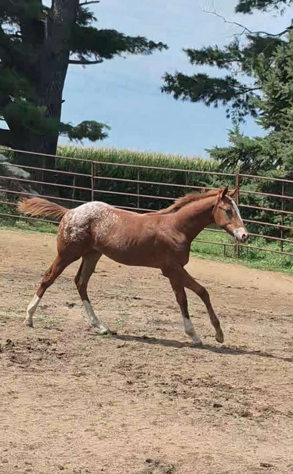 appaloosa-colt-weanling