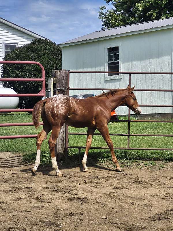 chestnut-colt-for-sale