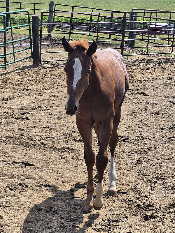 chestnut-appaloosa-colt