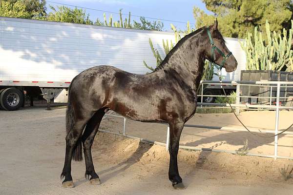 frision-friesian-horse