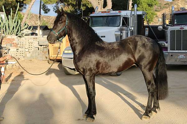 frision-horse