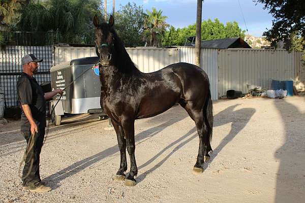 frision-stallion