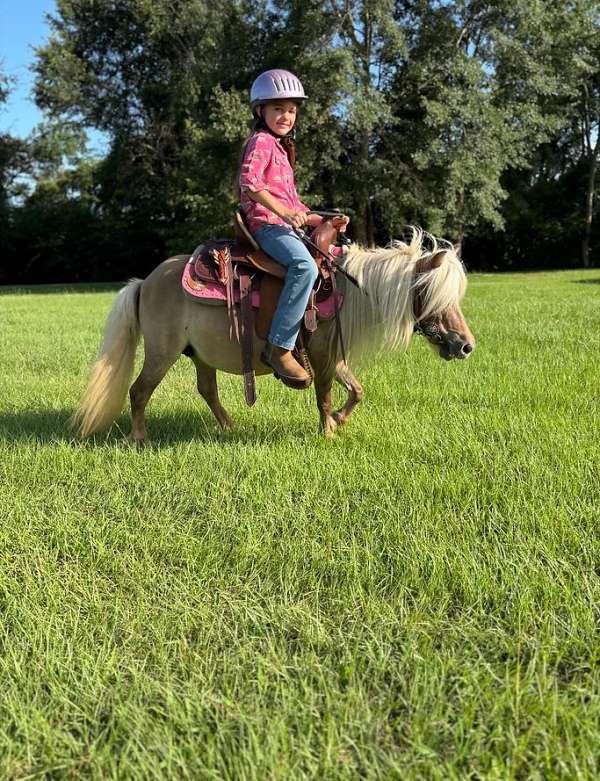 palomino-star-pony