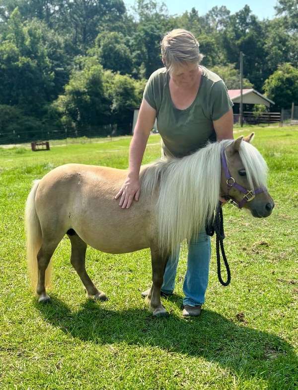 star-pony