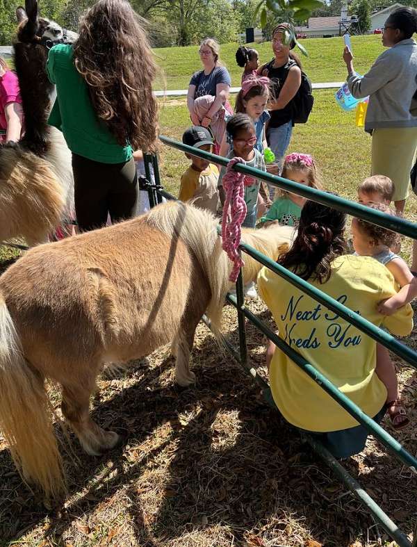 all-around-miniature-pony