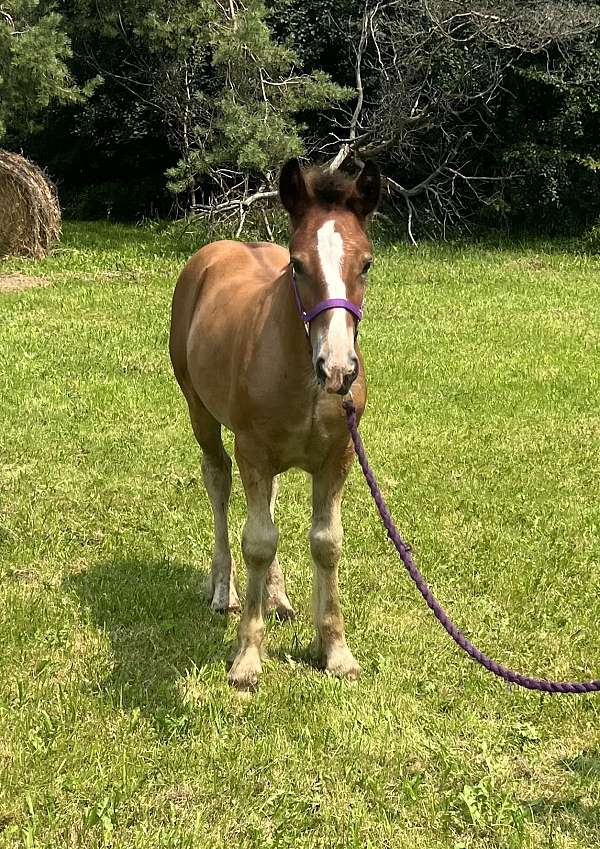 bay-gypsy-vanner-colt
