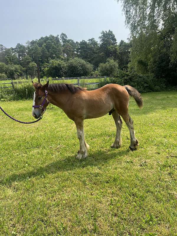 bay-gvhs-horse