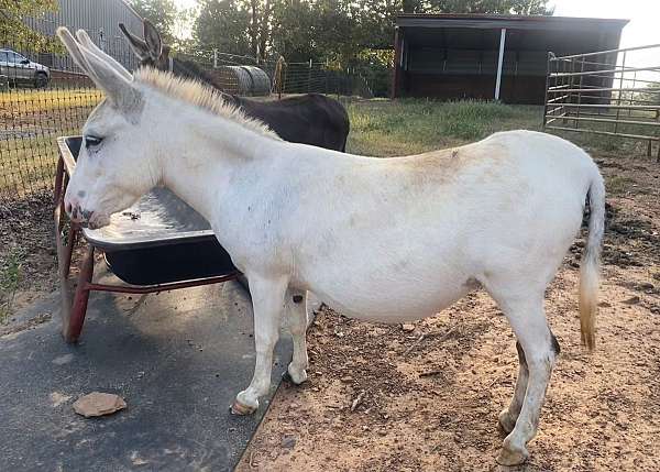 9-hand-miniature-donkey