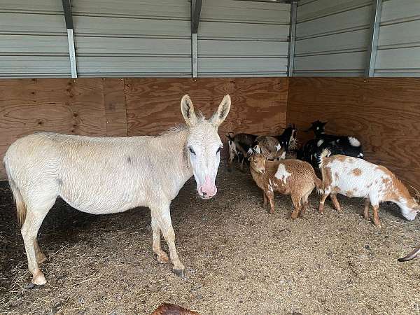 9-hand-white-donkey