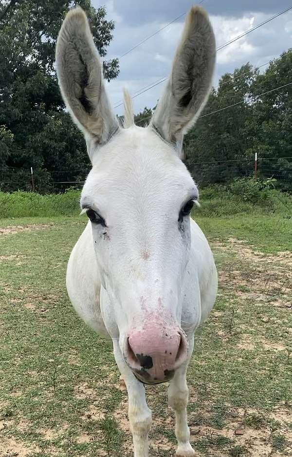 white-miniature-donkey