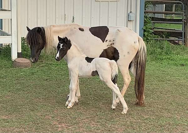 homozygous-stallion-pinto-horse
