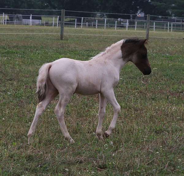 overo-pinto-mare