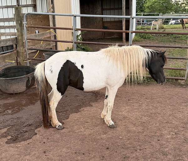 overo-pinto-broodmare