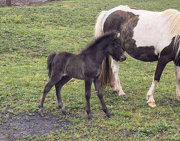 miniature-filly