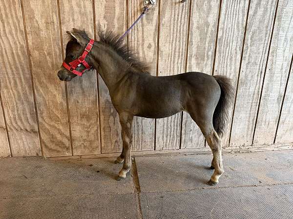 miniature-horse-for-sale