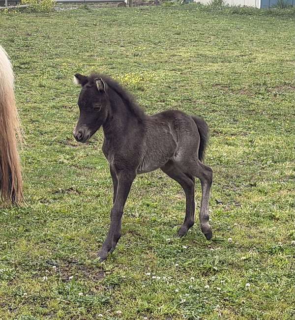 miniature-horse