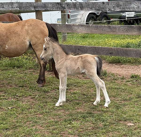 buckskin-amhr-colt-mare