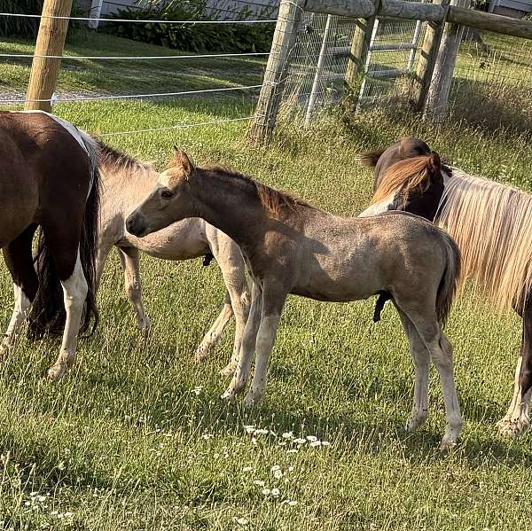 miniature-colt