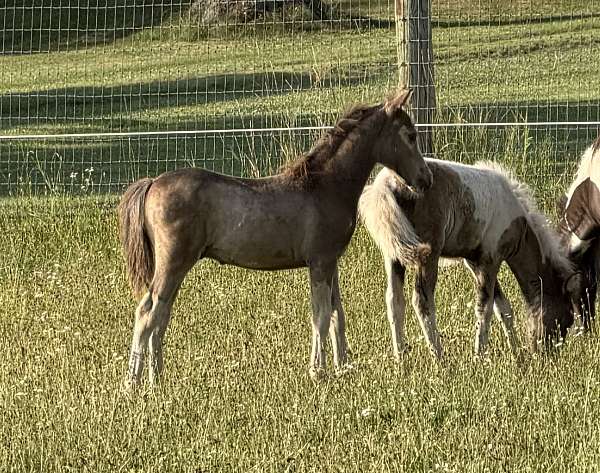 miniature-horse-for-sale