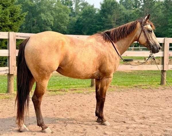 barrel-quarter-horse