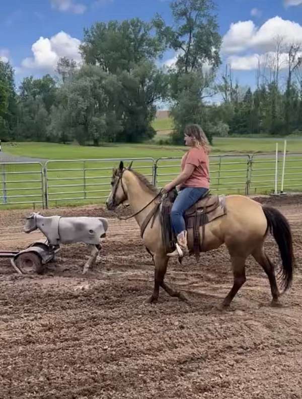 gymkhana-quarter-horse