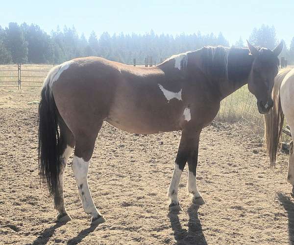 buckskin-bashkir-curly-mare