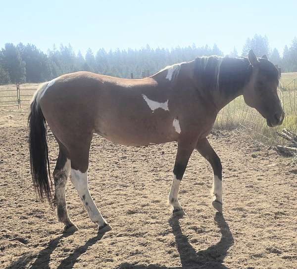 buckskin-aba-mare